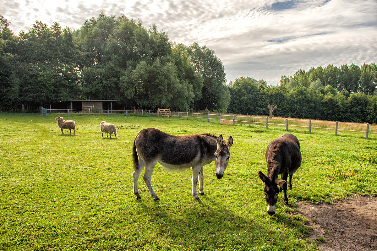 zicht op de tuin met ezels en schapen aan onze vakantiewoning in de vlaamse ardennen