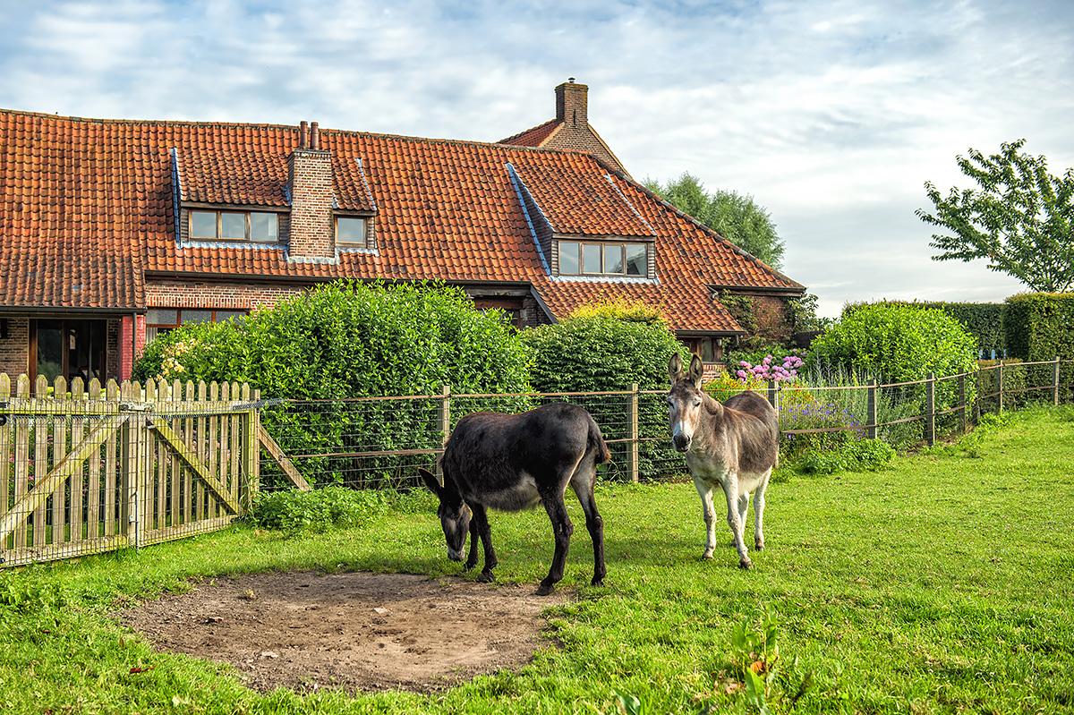 ezels op vakantiedomein in de vlaamse ardennen