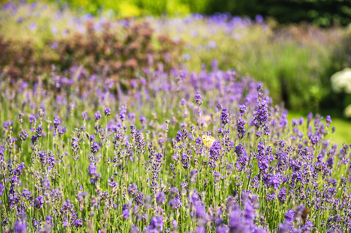 lavendel