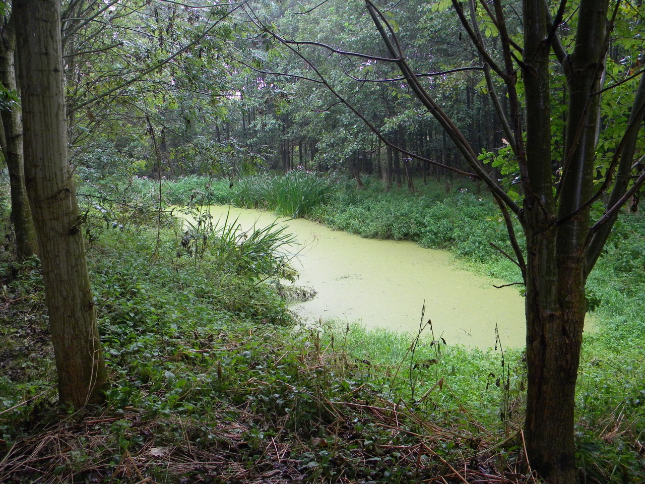 foto vijver in het bos aan ons vakantiehuis in de vlaamse ardennen en de zwalmstreek