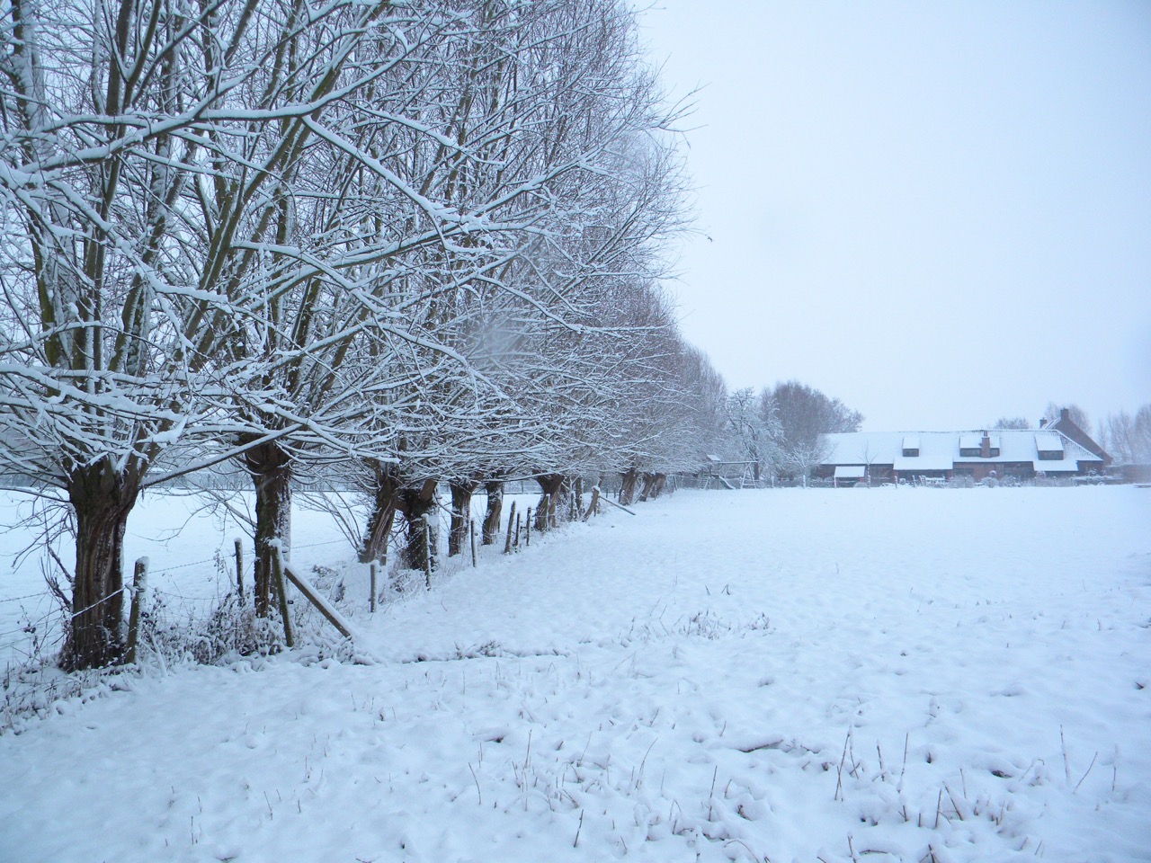 vergezicht van onze vakantiewoning in de sneeuw met de door knotwilgen omzoomde tuin