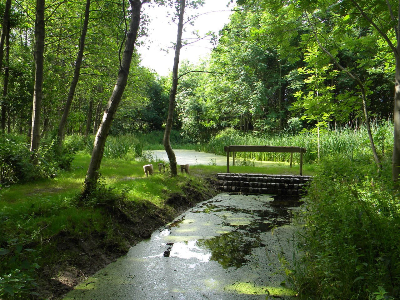 brug in bos vlaamse ardennen en zwalm